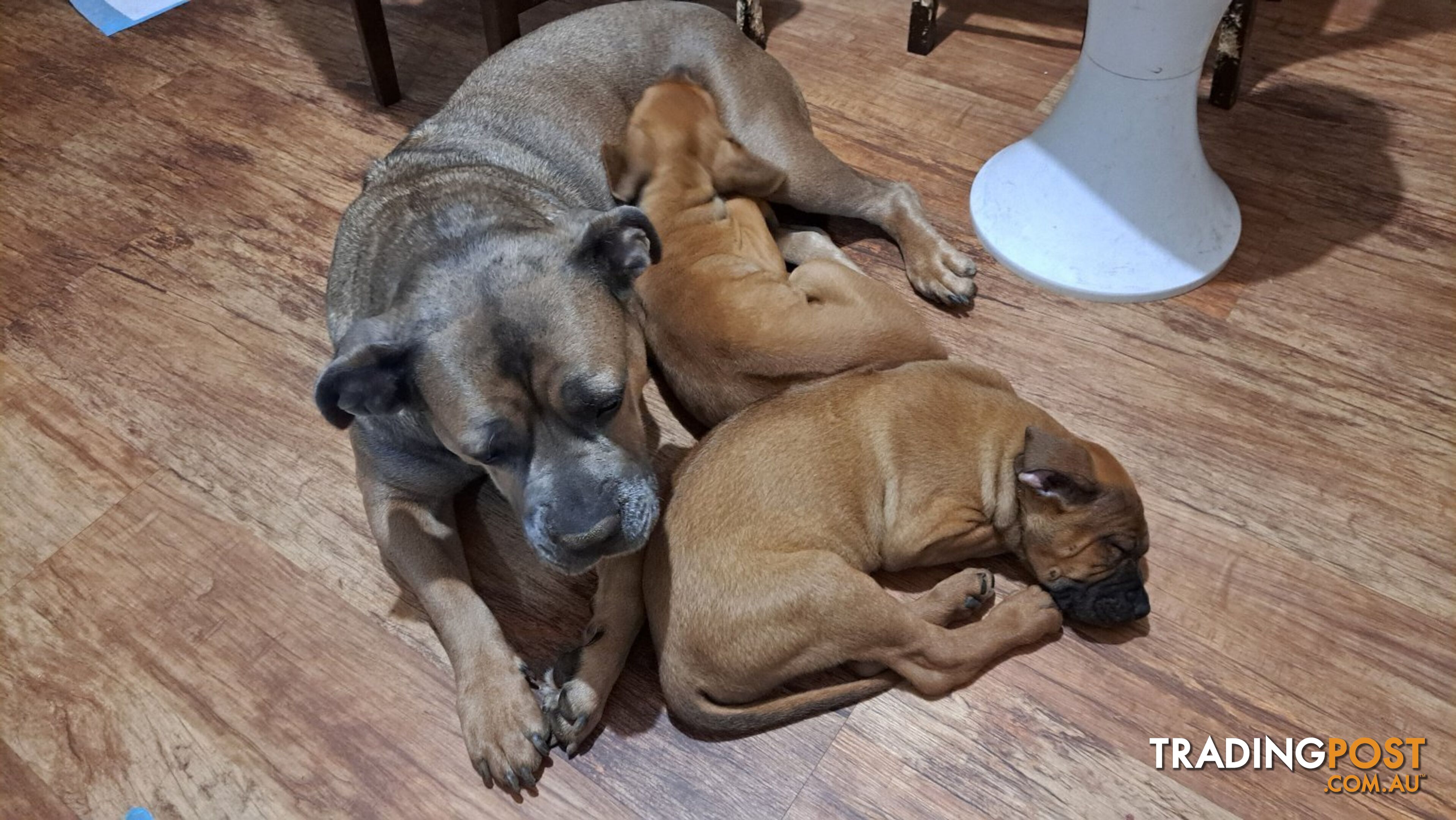 Mastiff Ridgeback Cute Rhodesian Ridgeback x Neo Mastiff puppy 39 s