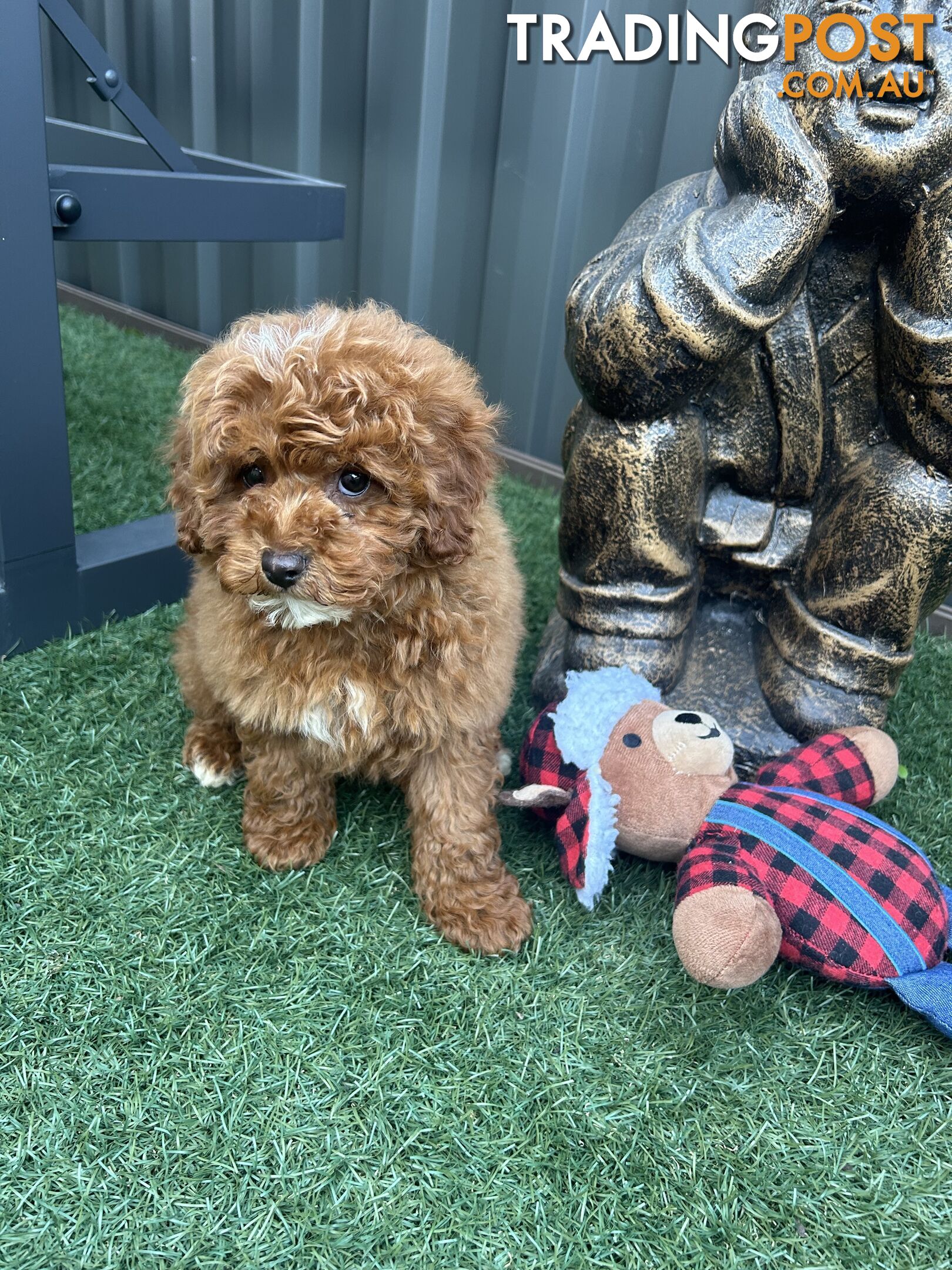 Cavoodle Puppies READY NOW Monday 1st July