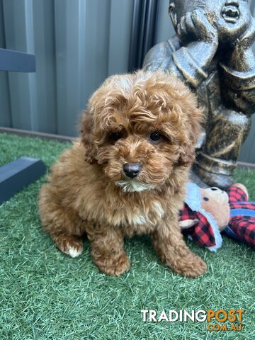 Cavoodle Puppies READY NOW Monday 1st July