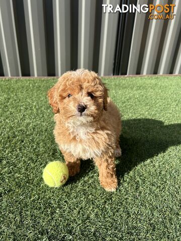 Cavoodle Puppies
