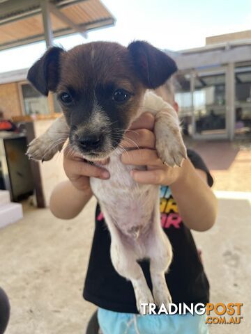 Jack Russell pup for sale