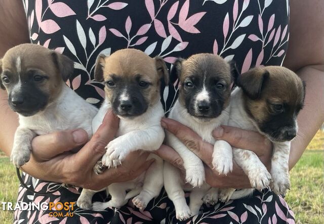 Jack Russell pups for sale