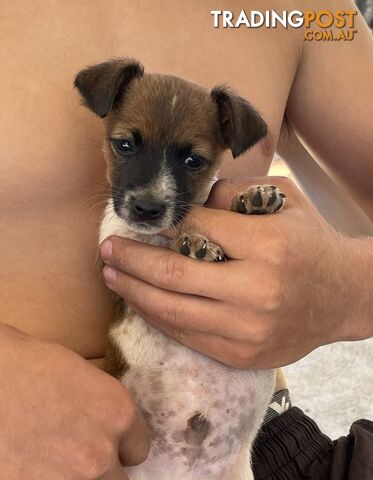 Jack Russell pup for sale