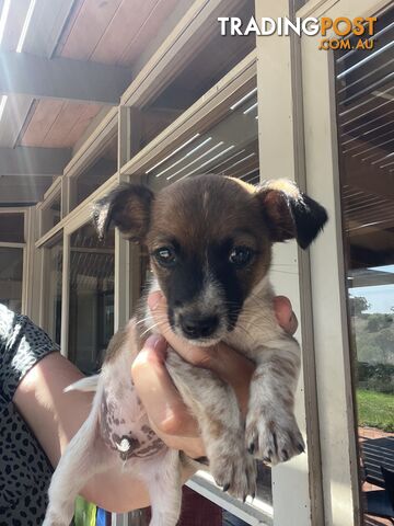 Jack Russell pup for sale