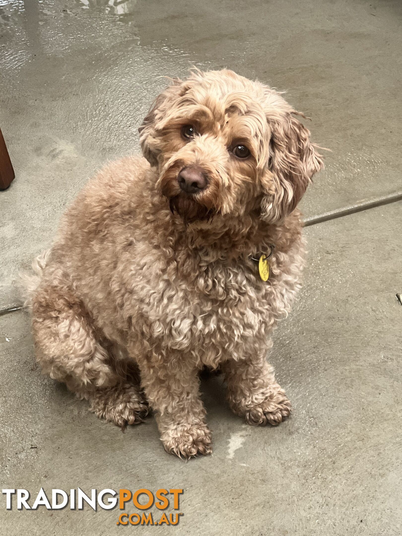 Cavoodle 2.5 yo vaccinated, chipped,