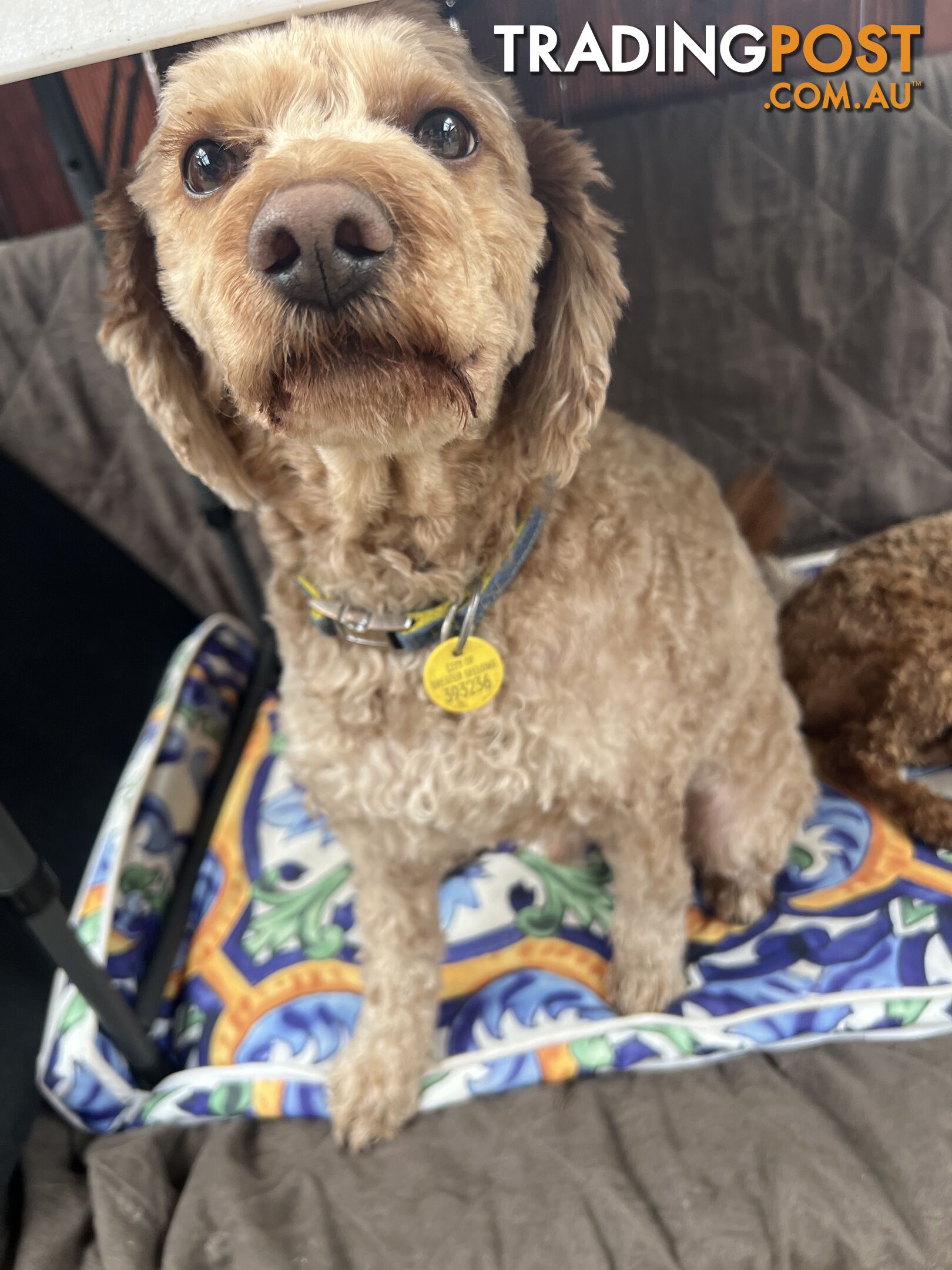 Cavoodle 2.5 yo vaccinated, chipped,