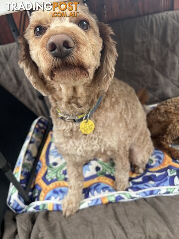 Cavoodle 2.5 yo vaccinated, chipped,