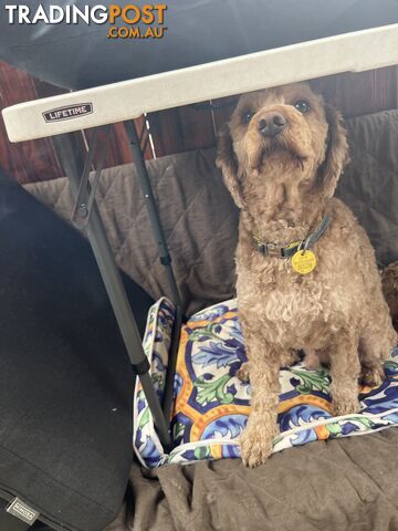 Cavoodle 2.5 yo vaccinated, chipped,