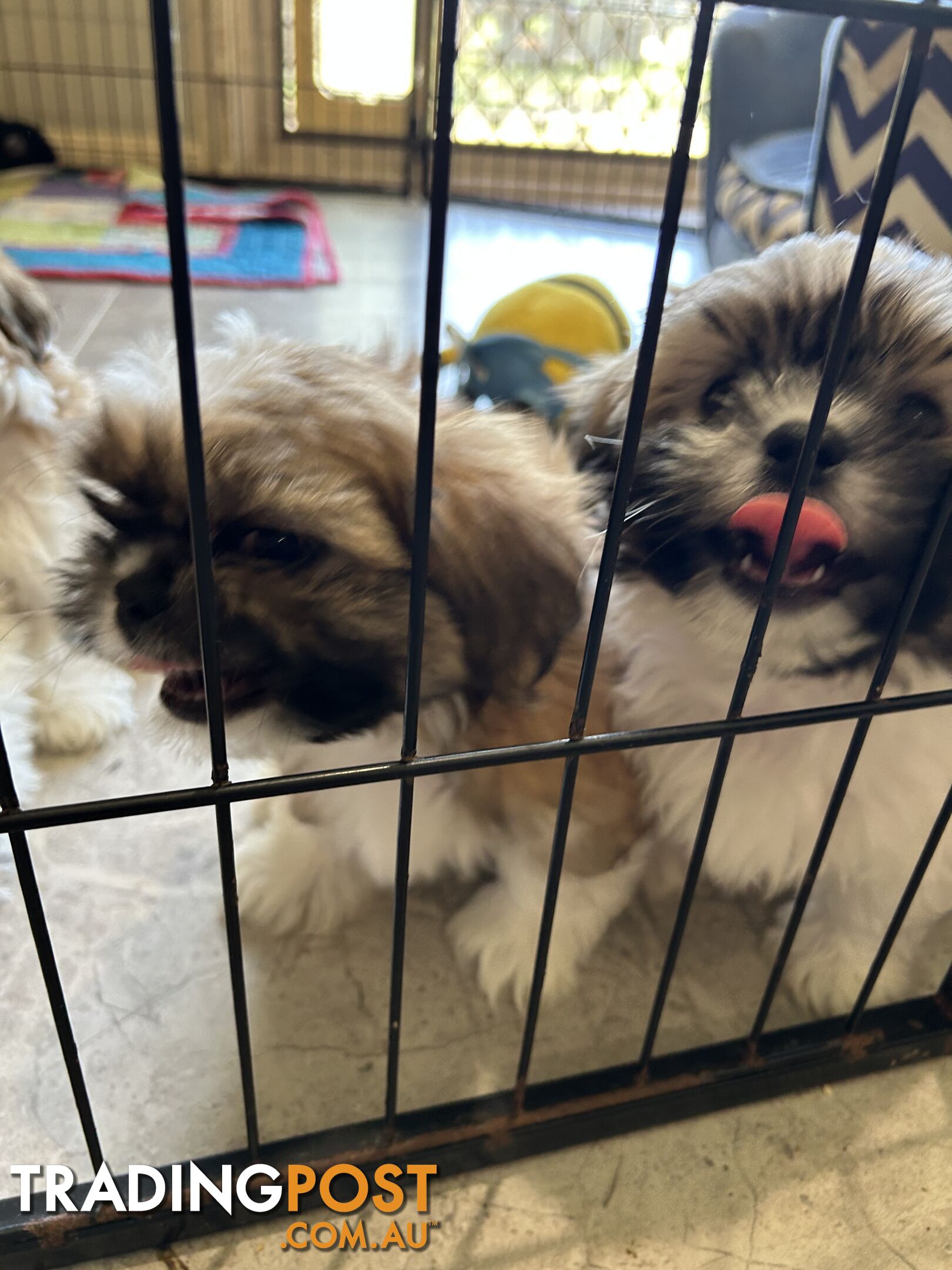 ShihTzu