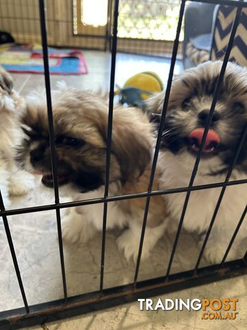 ShihTzu