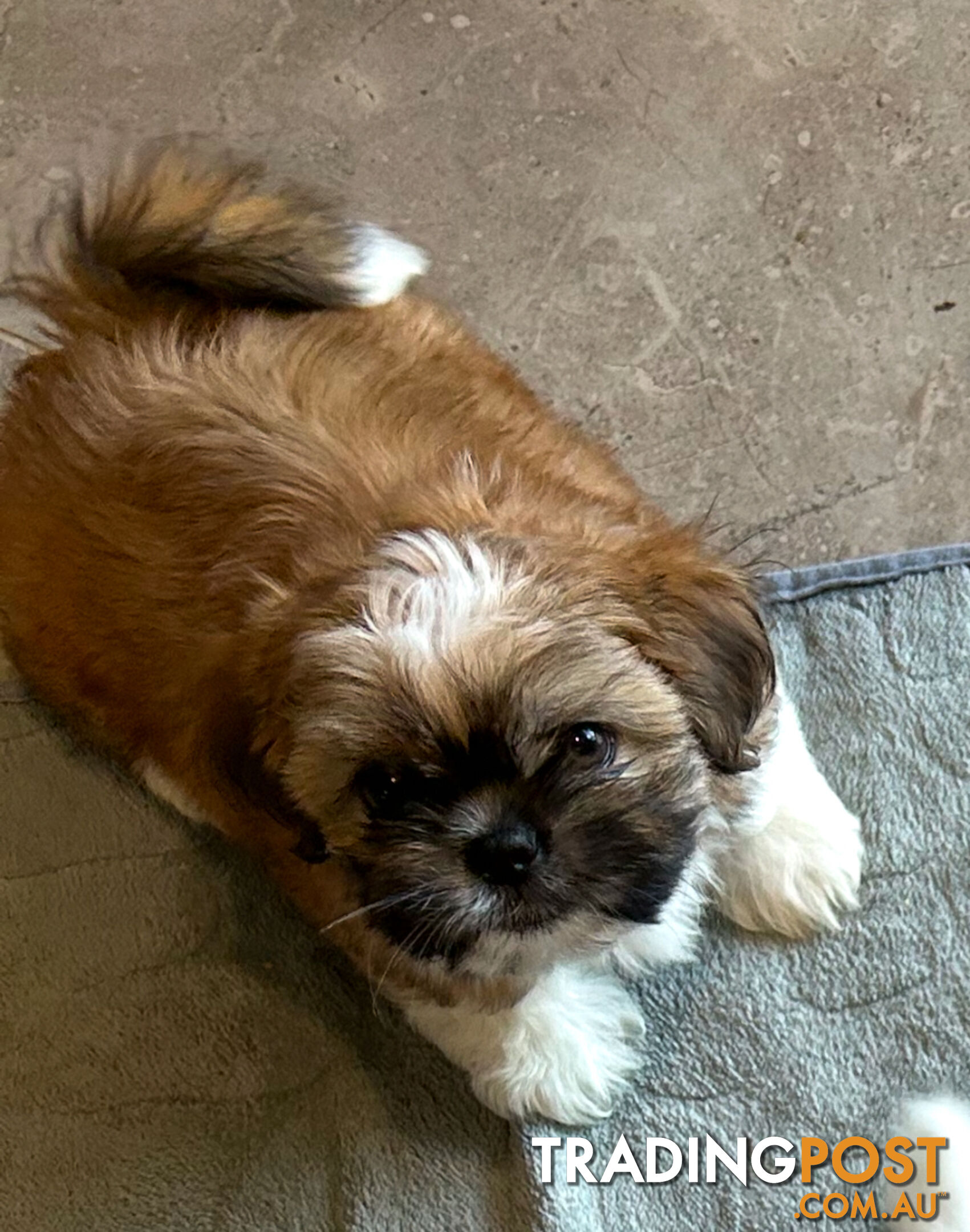 ShihTzu