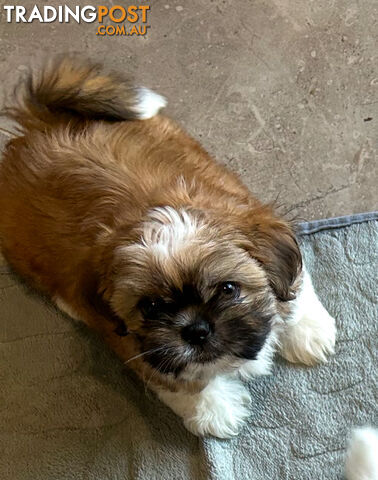 ShihTzu