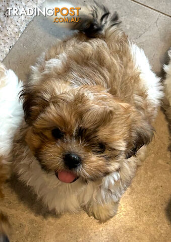 ShihTzu