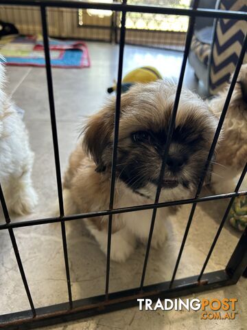 ShihTzu