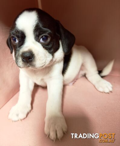 Puggle (Pug Beagle)