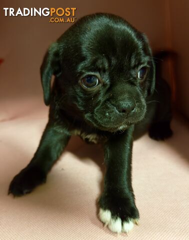 Puggle (Pug Beagle)