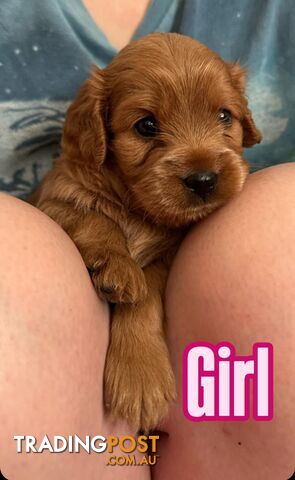 Mini Cavoodle Puppies for sale