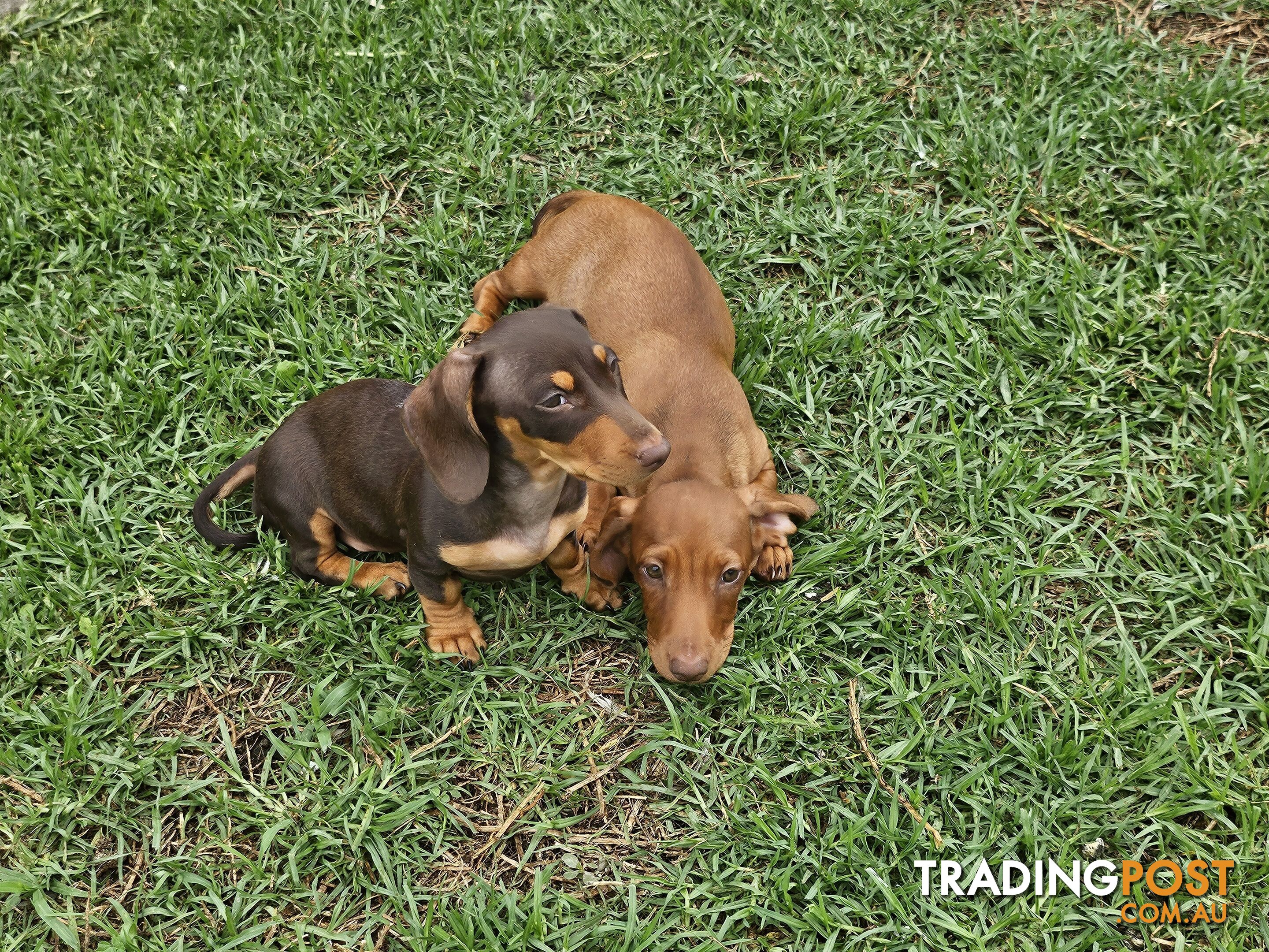 7 Mini Dachshunds