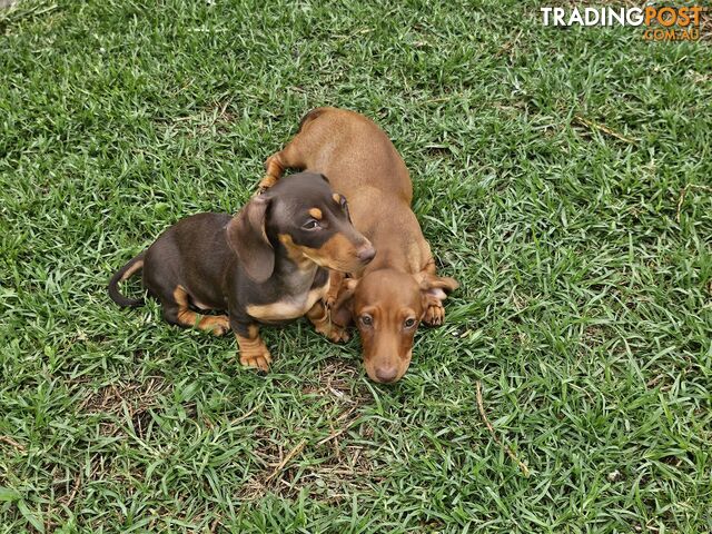 7 Mini Dachshunds