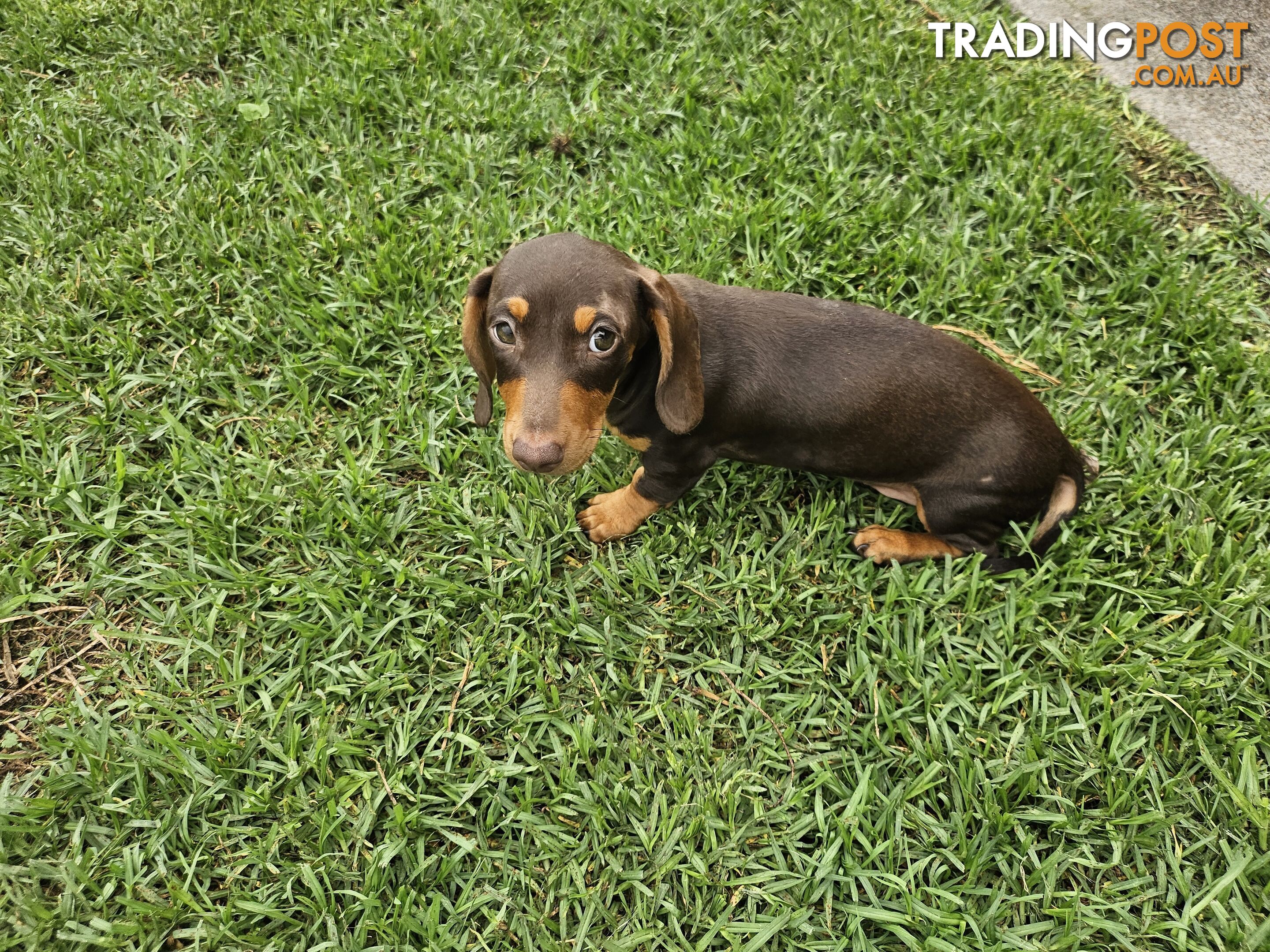 7 Mini Dachshunds