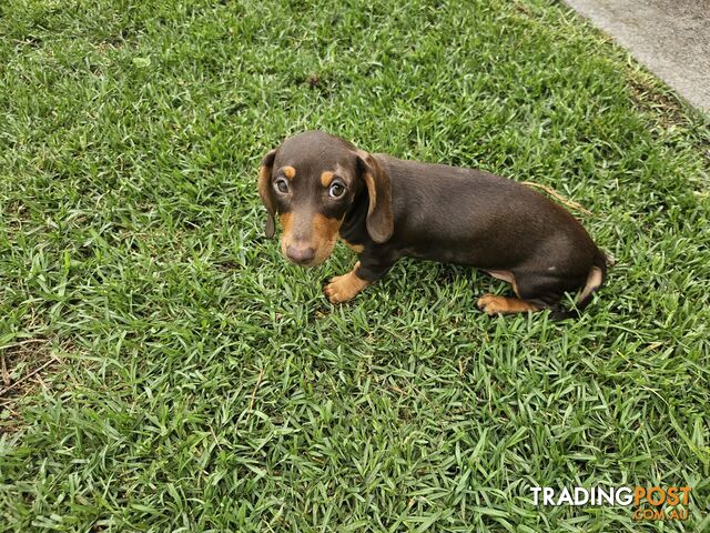 7 Mini Dachshunds