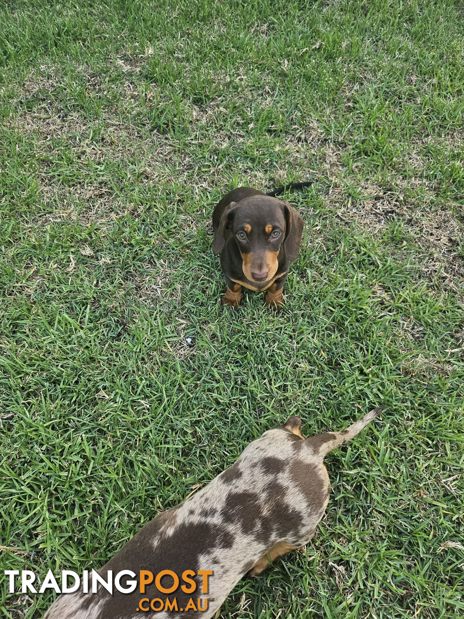 7 Mini Dachshunds