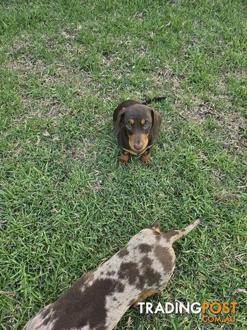 7 Mini Dachshunds