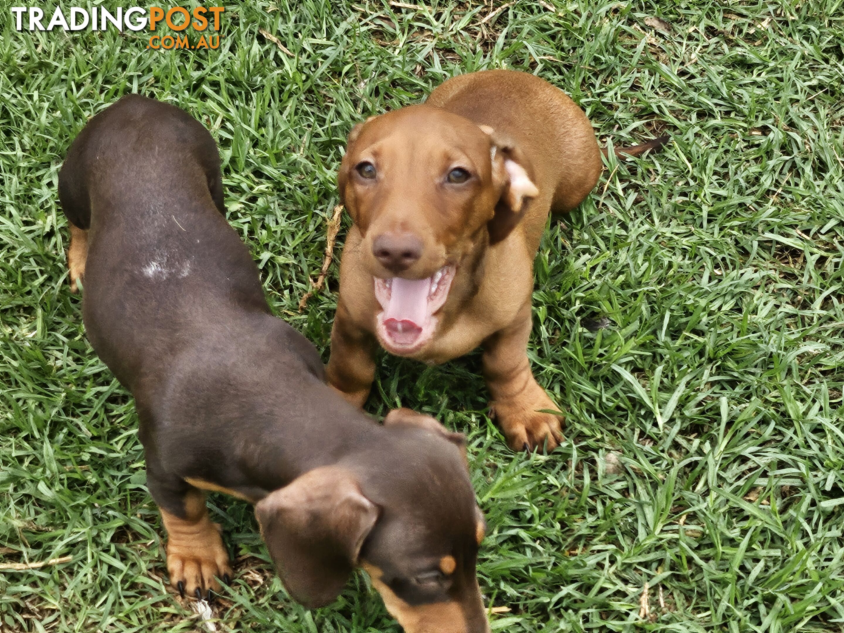 7 Mini Dachshunds