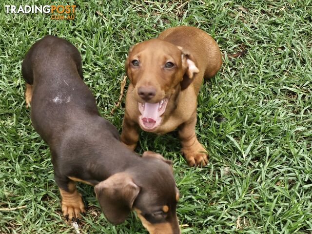 7 Mini Dachshunds