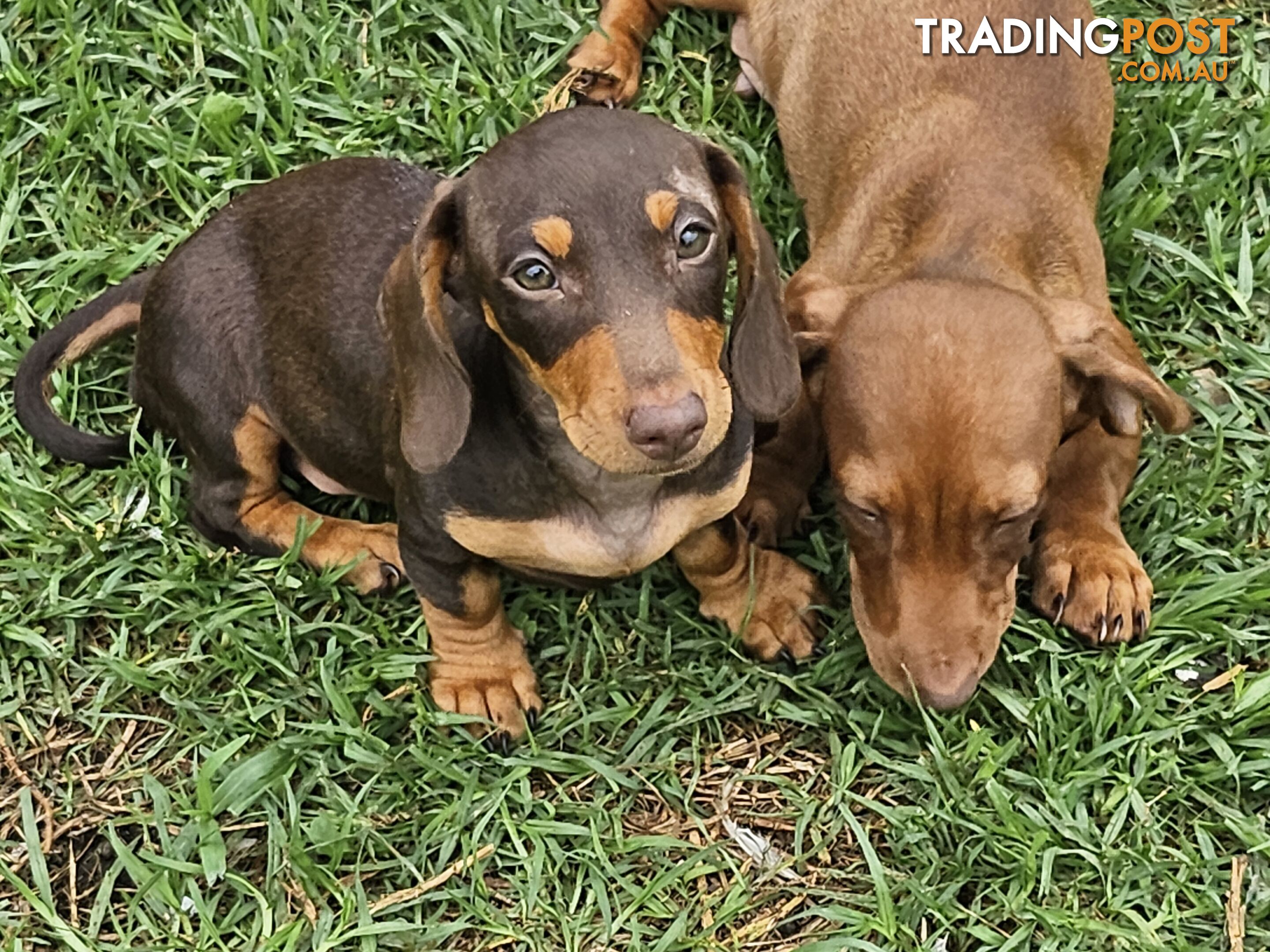 7 Mini Dachshunds