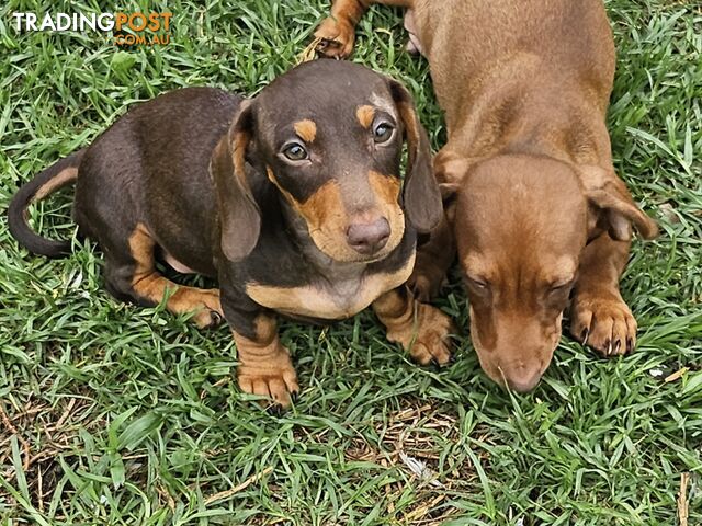 7 Mini Dachshunds