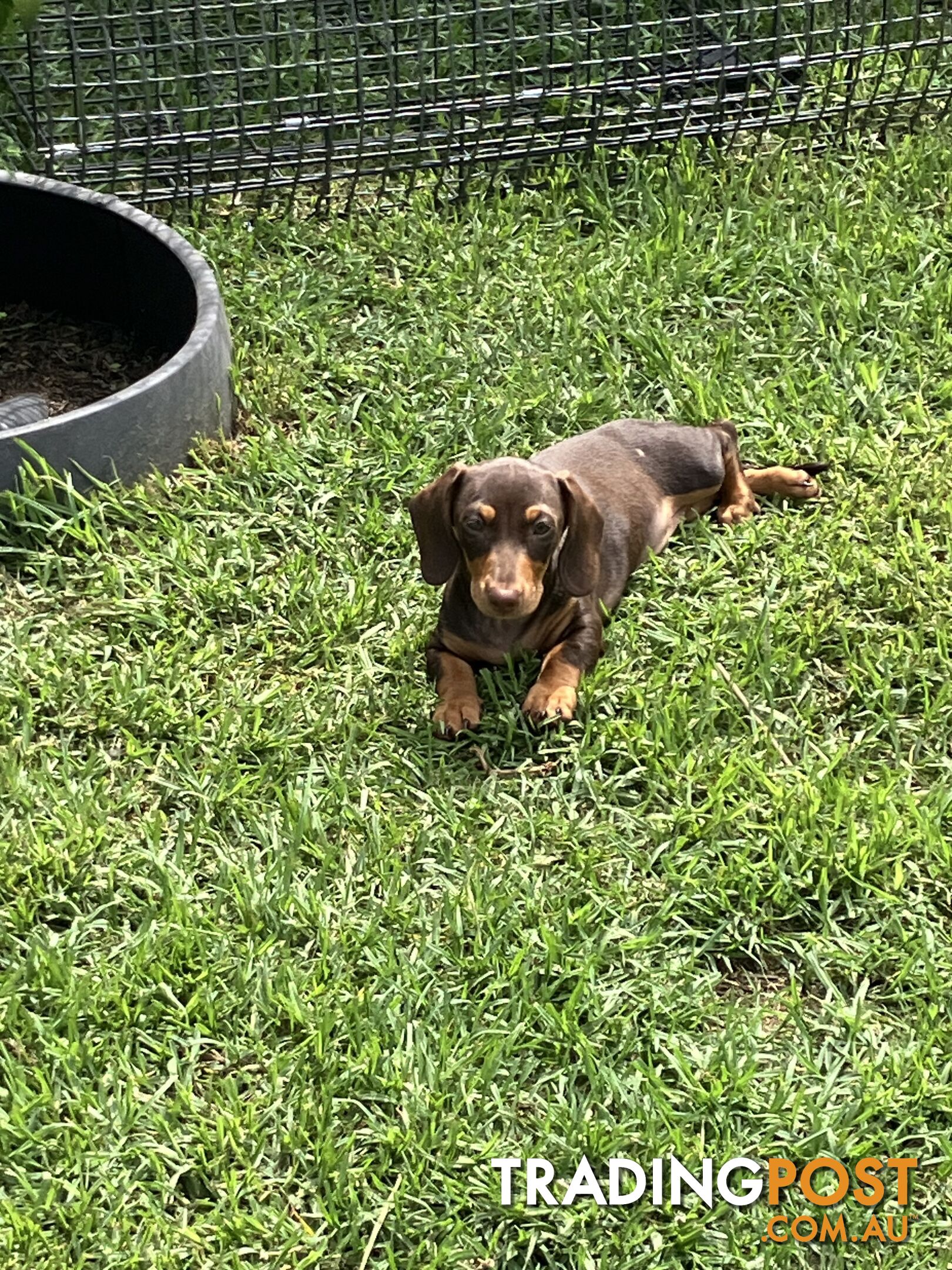 7 Mini Dachshunds