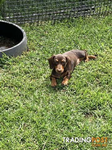 7 Mini Dachshunds