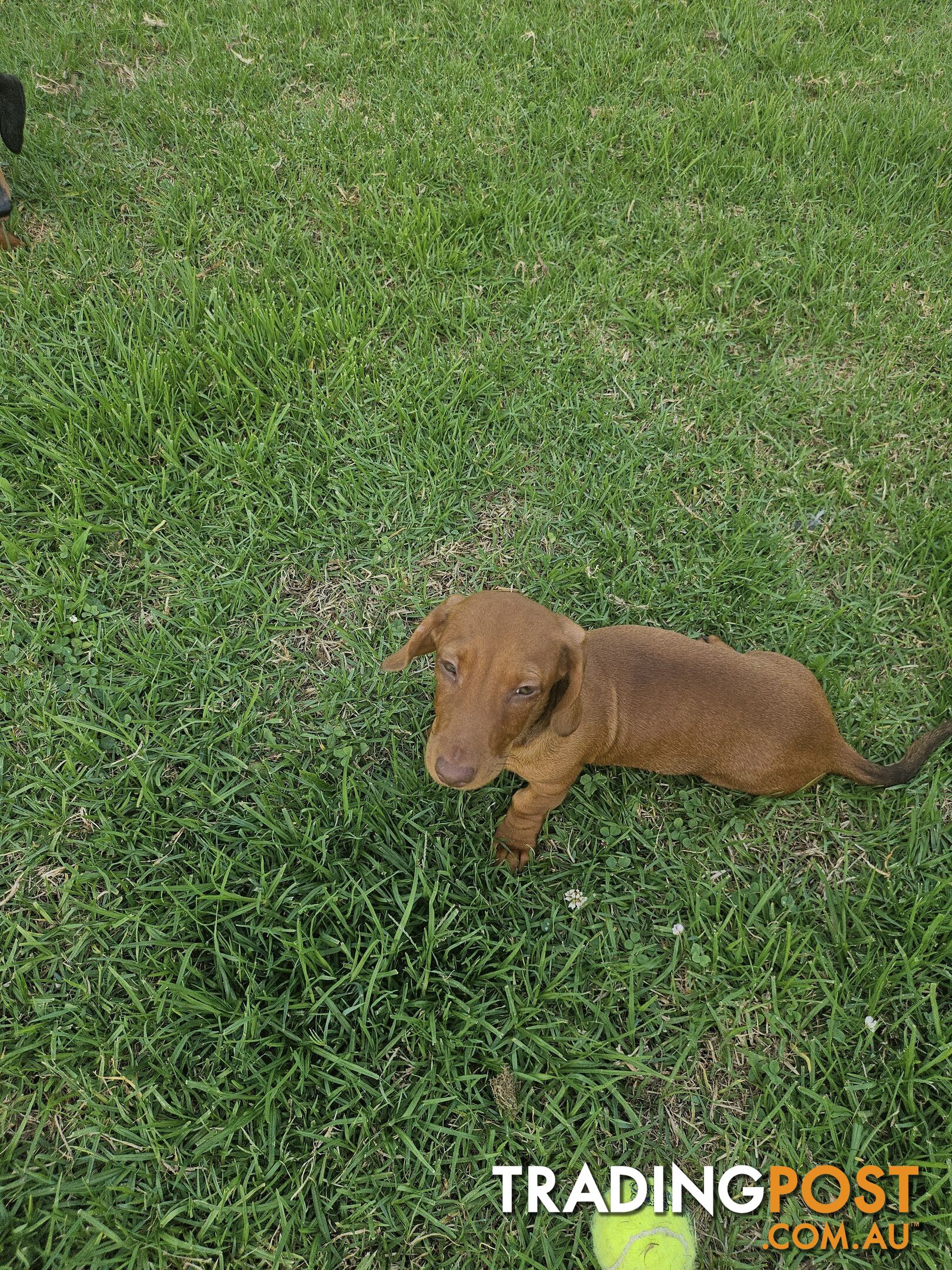 7 Mini Dachshunds