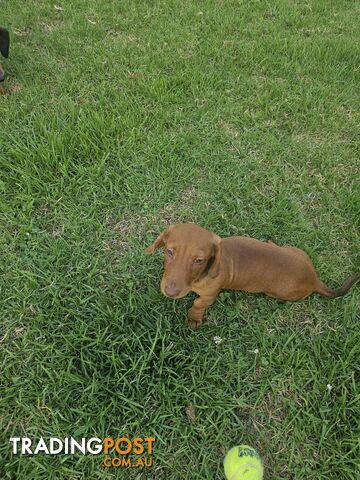 7 Mini Dachshunds