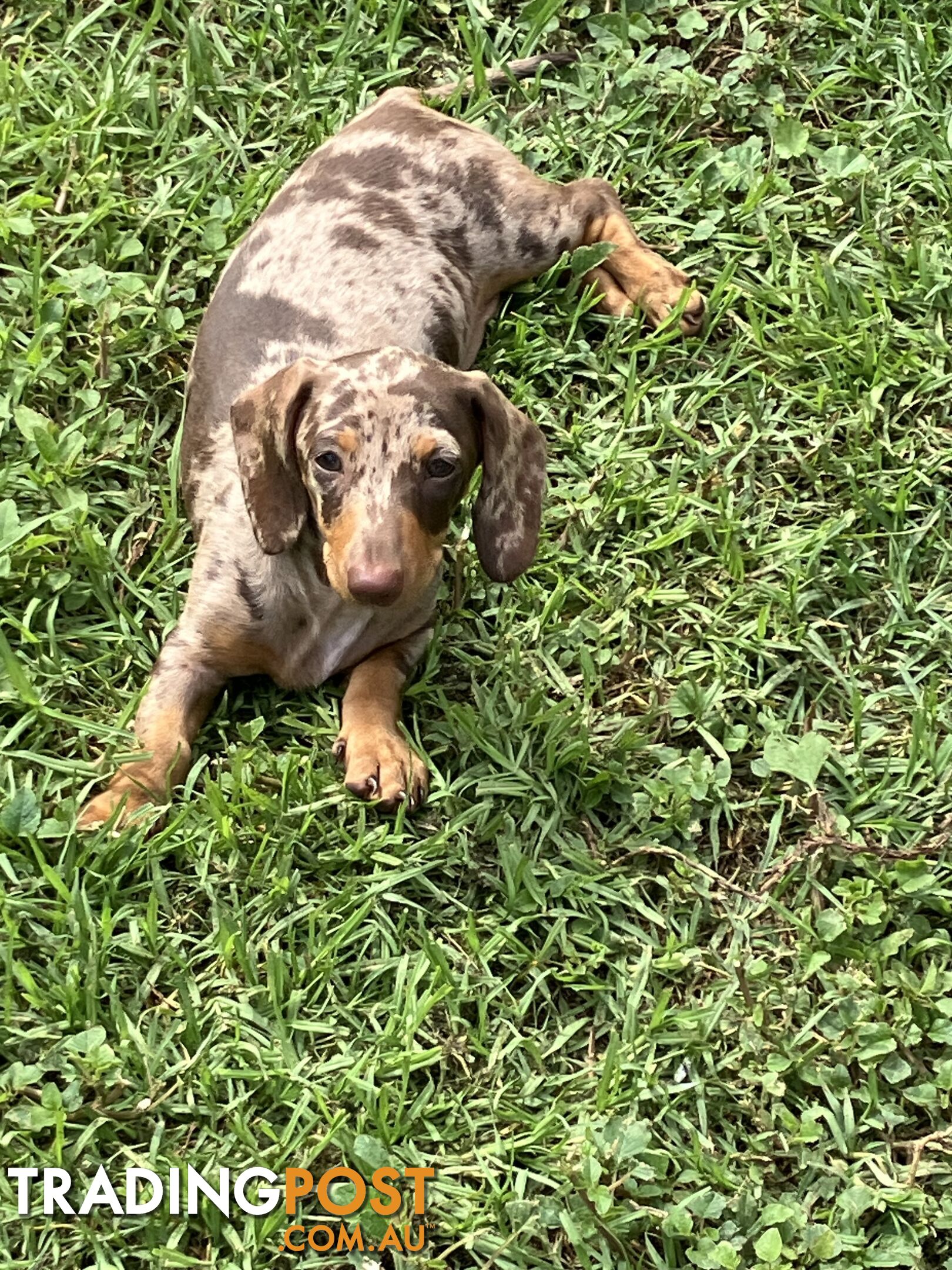 7 Mini Dachshunds