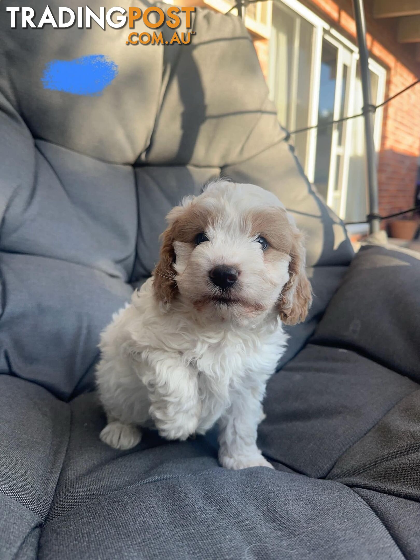 A1 Cavoodle puppies