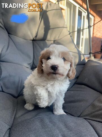 A1 Cavoodle puppies