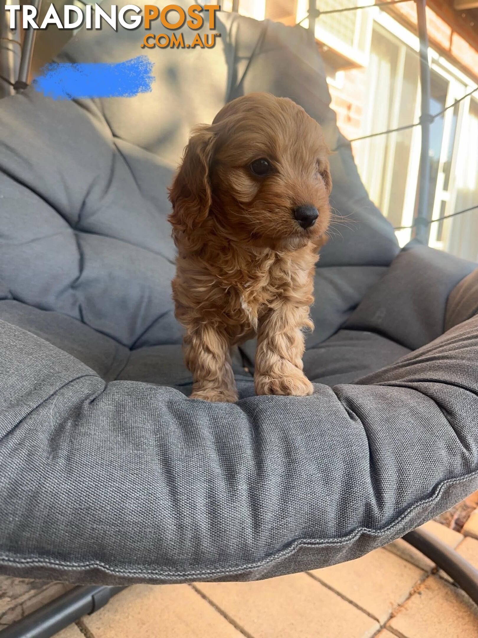 A1 Cavoodle puppies