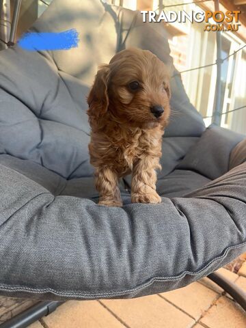 A1 Cavoodle puppies