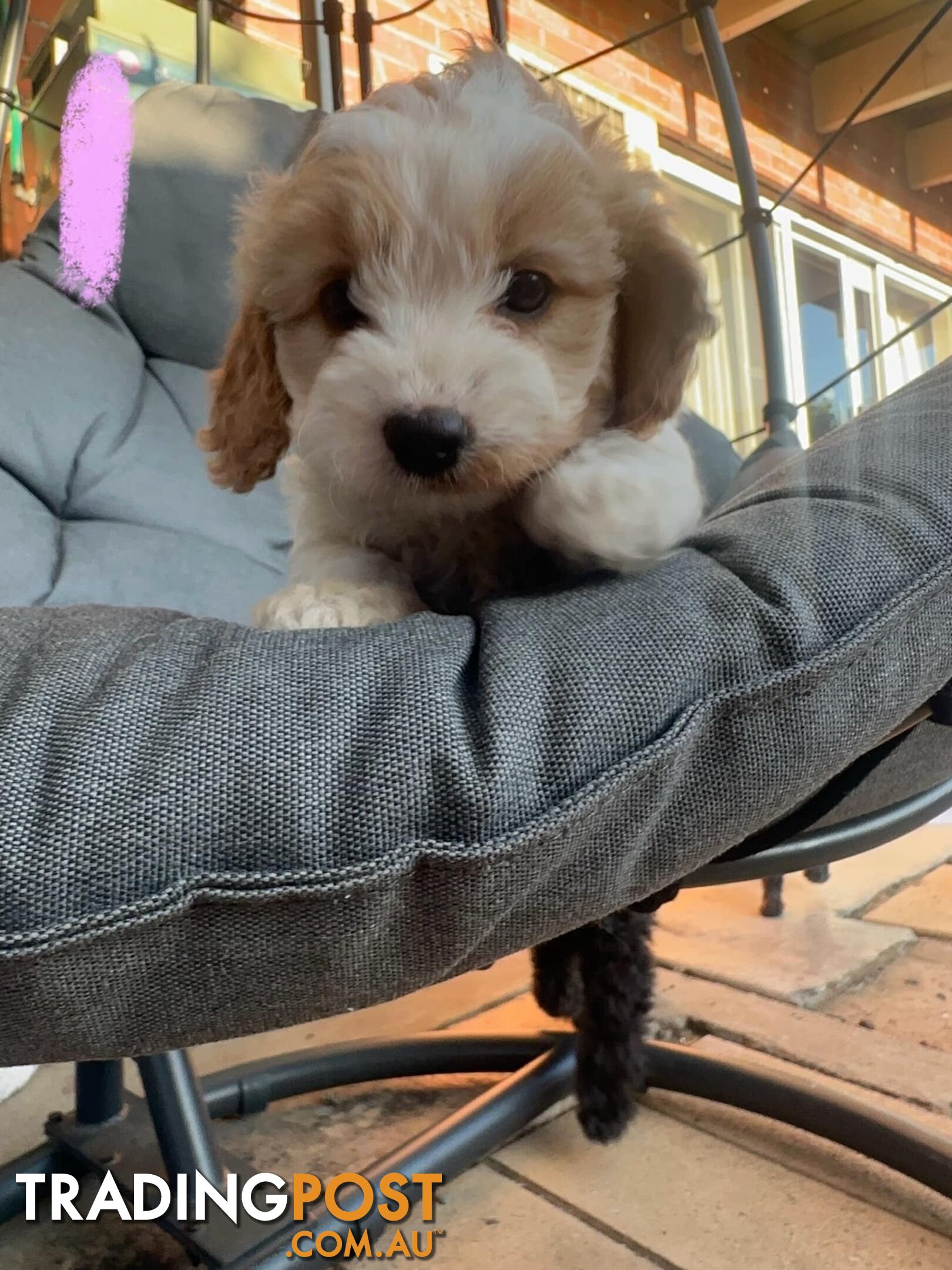 A1 Cavoodle puppies