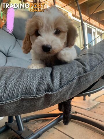 A1 Cavoodle puppies