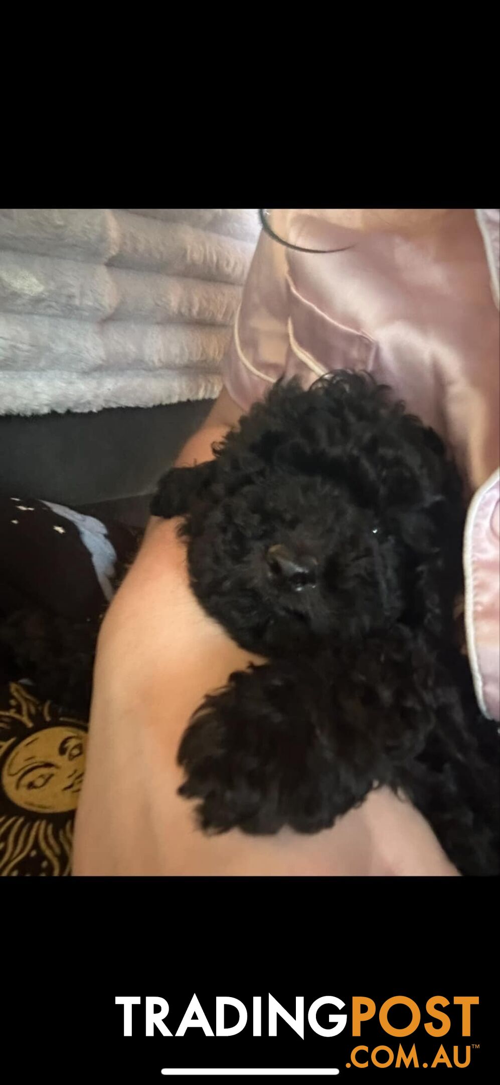 Toy poodle