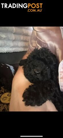 Toy poodle