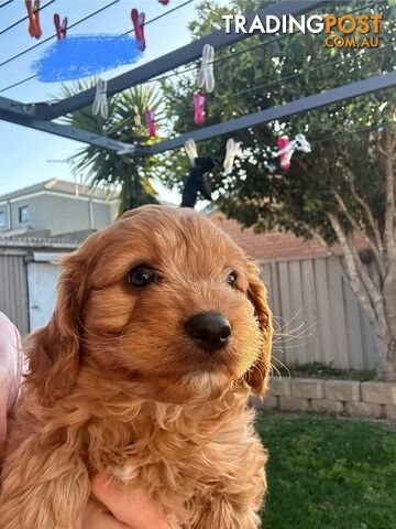 A1 Cavoodle puppies