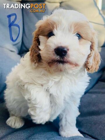 A1 Cavoodle puppies