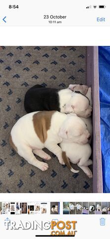 Purebred English Staffy puppies