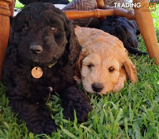 Adorable Mini Spoodle Puppies Ready for Their Forever Homes! Cocker Spaniel X Toy Poodle