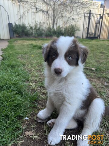 Purebred longhair Border Collie Puppies