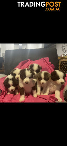 Purebred longhair Border Collie Puppies